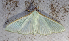 Stemorrhages sericea