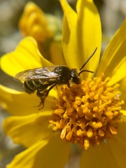 Acunomia