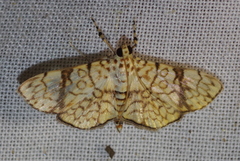 Haritalodes polycymalis