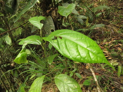Ocotea valerioana