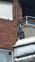Columba livia domestica