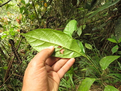 Ocotea valerioana