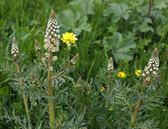 Reseda alba