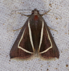Chalciope delta