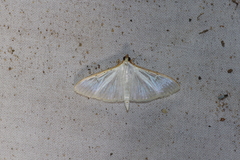 Stemorrhages sericea