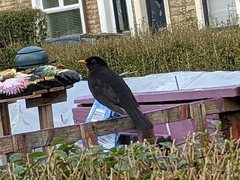Turdus merula