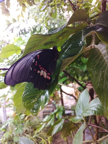 Ruby-spotted Swallowtail
