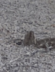 Thomomys umbrinus