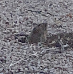 Thomomys umbrinus