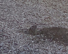 Thomomys umbrinus