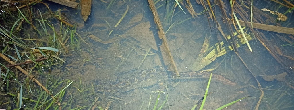 Triturus cristatus x