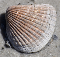 Noetia