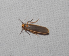 Sozusa scutellata