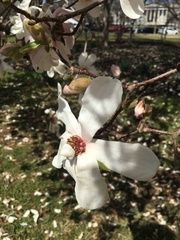Magnolia × soulangeana