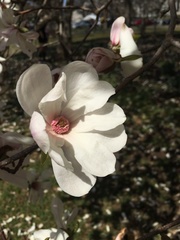 Magnolia × soulangeana