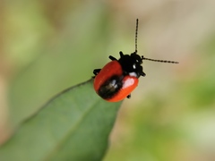 Chrysolina mactata