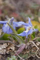 Viola suavis