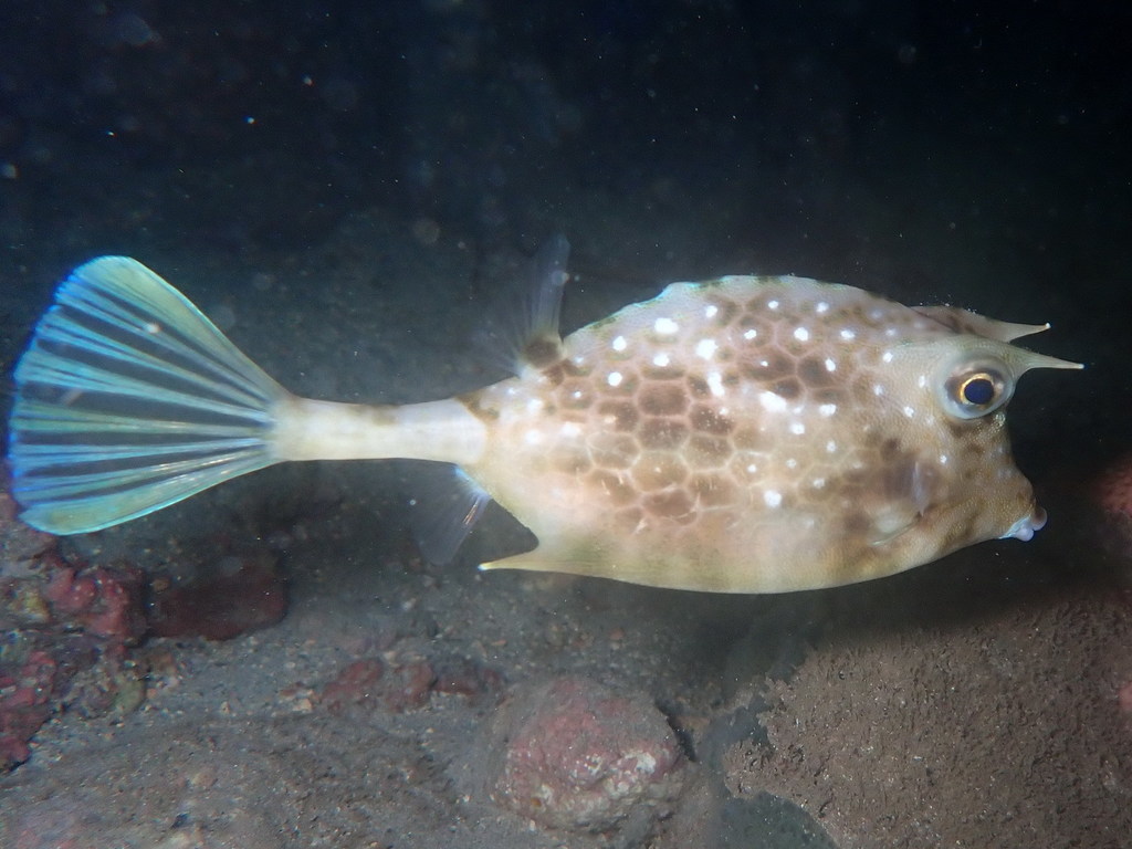 Atlantische koffervis (Acanthostracion notacanthus) — Ostraciidae