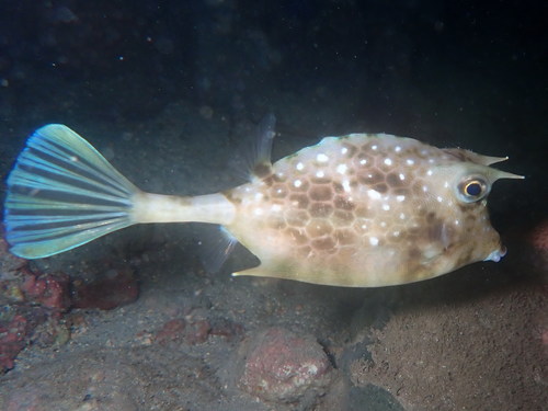 Island cowfish (Acanthostracion notacanthus) — Ostraciidae