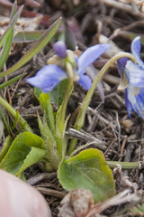 Viola suavis