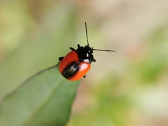 Chrysolina mactata