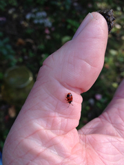 Endomychus biguttatus