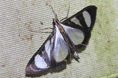 Glyphodes extorris
