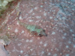 Apletodon wirtzi