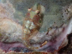 Apletodon wirtzi
