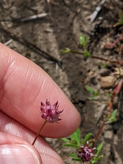 Trifolium depauperatum