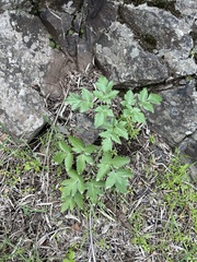 Athamanta cervariifolia