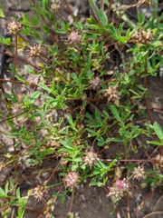 Trifolium depauperatum