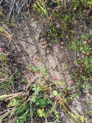 Trifolium depauperatum