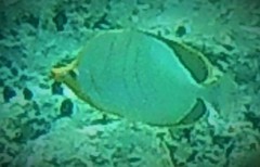 Chaetodon xanthocephalus