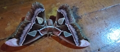 Rothschildia speculifer