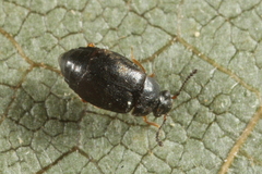 Proteininae