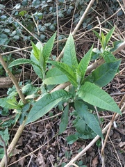 Buddleja davidii