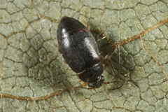 Proteininae