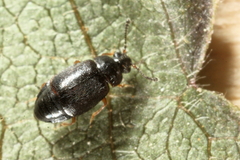 Proteininae