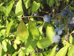 Prunus spinosa dasyphylla