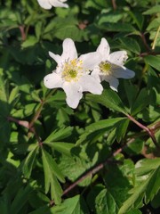 Anemonoides nemorosa