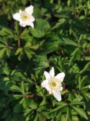 Anemonoides nemorosa