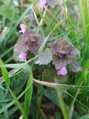 Lamium purpureum