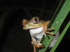 Christy's Tree Frog photo 1