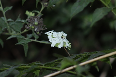 Tournefortia hartwegiana