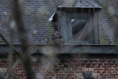 Bubo bubo