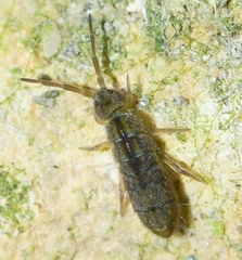 Isotomurus pseudopalustris