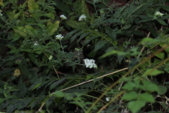 Tournefortia hartwegiana