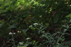 Tournefortia hartwegiana