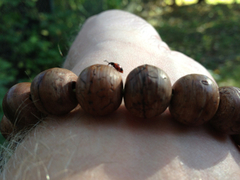 Endomychus biguttatus